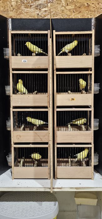 Canari  Harz Roller 2026