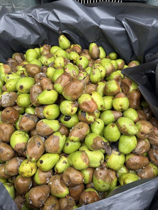 Pere industrie , pere lucas