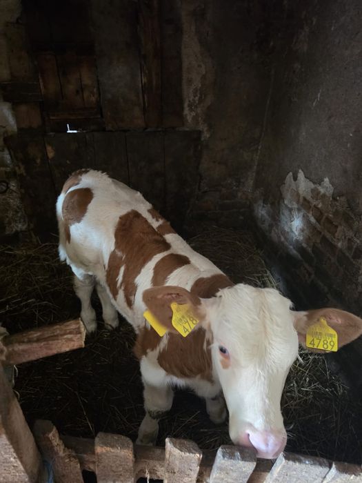 Vând vițel bălțat