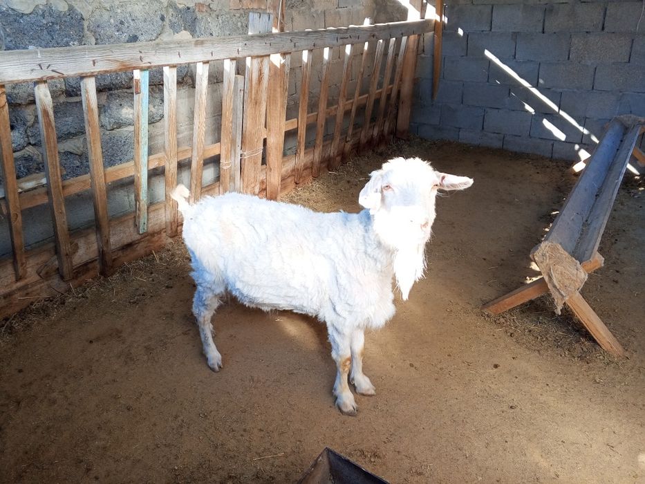 Продам котную козу