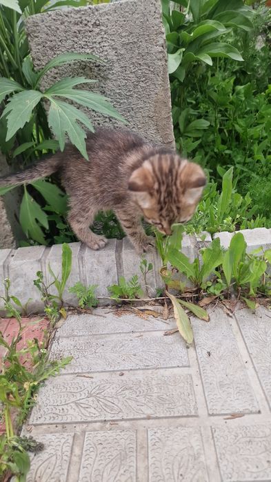 Бесплатно отдадим котят
