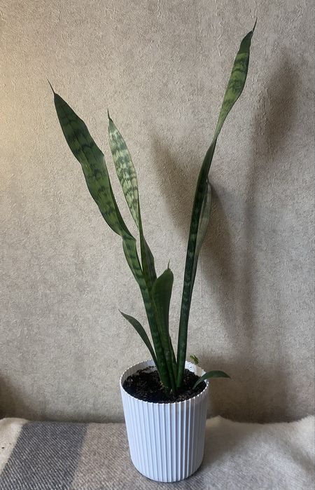 Продам комнатное растение Сансевиерия