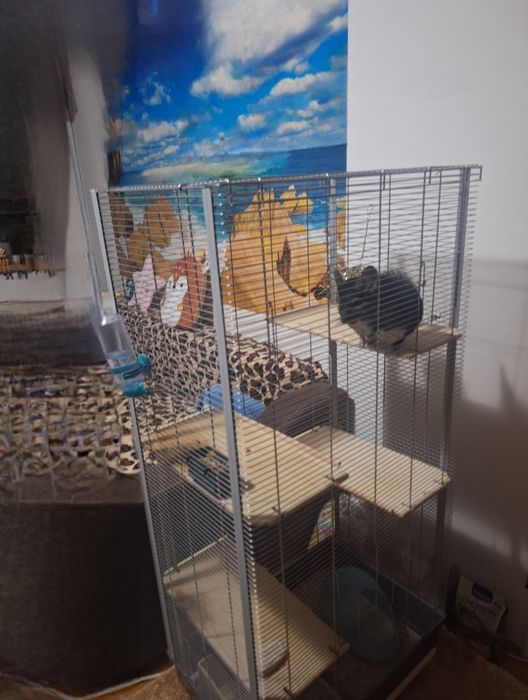 Băiețel chinchila +cușcă