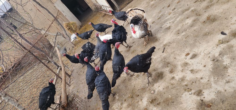 Induklar sotiladi kurkalar sotiladi harxilidan bor