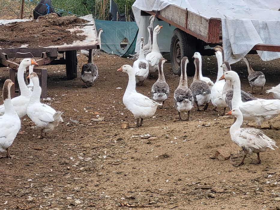 Gate de vanzare la alegere 100 lei buc