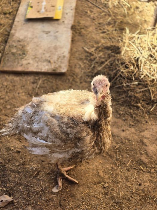 Big 6 uyda boqilgan 12  13 kg chiqadi