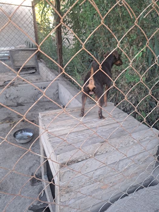 Ягдтерьер кушик жогалды