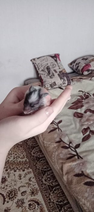 Отдам даром сирийских хомяков