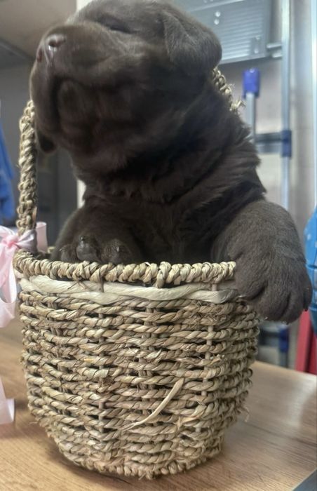 Продам щенка лабрадора