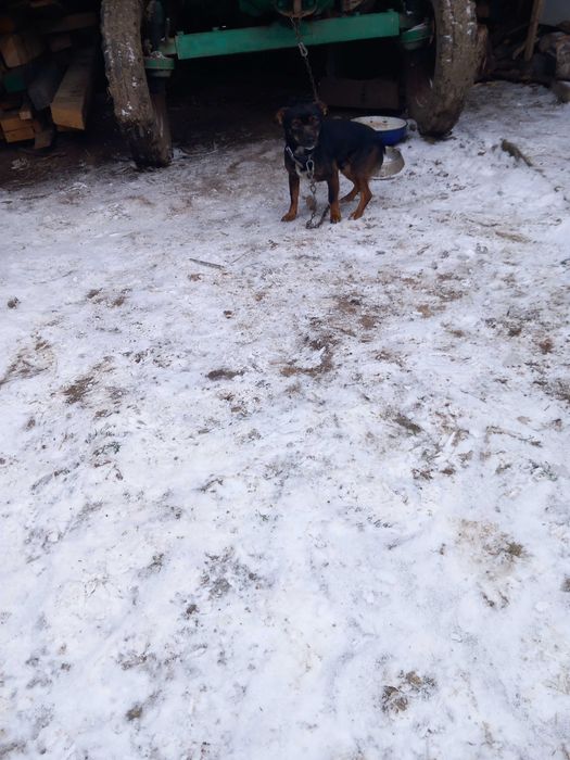 Donez caine și cățelușa urgent