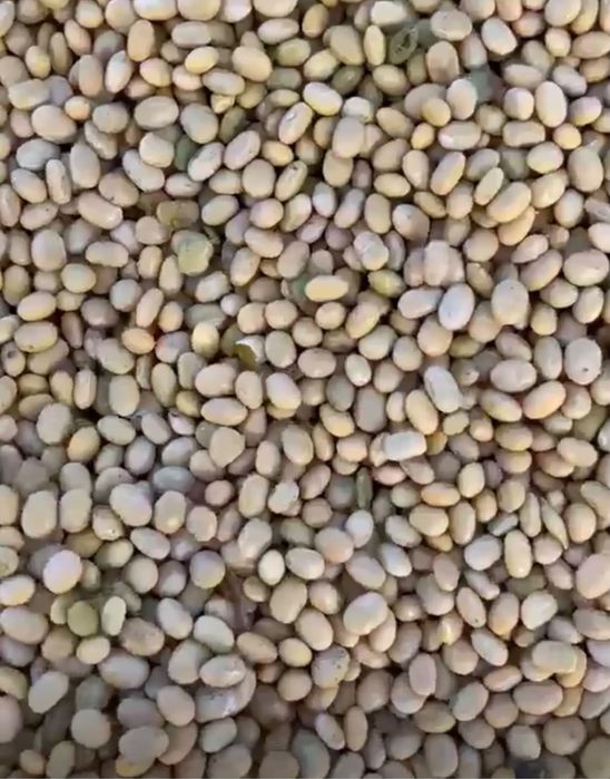 Продажа кормовой сои