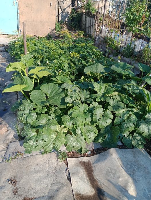 Продам дом(жилую дачу )по кр.трассе