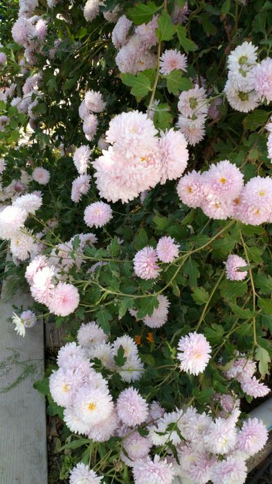 Рассада ромашки крупной