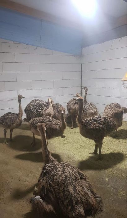 Pui de strut 1 luna Bacau