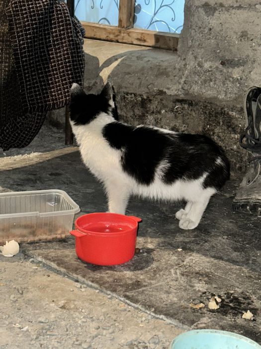 Нашел котенка рядом 7 школой