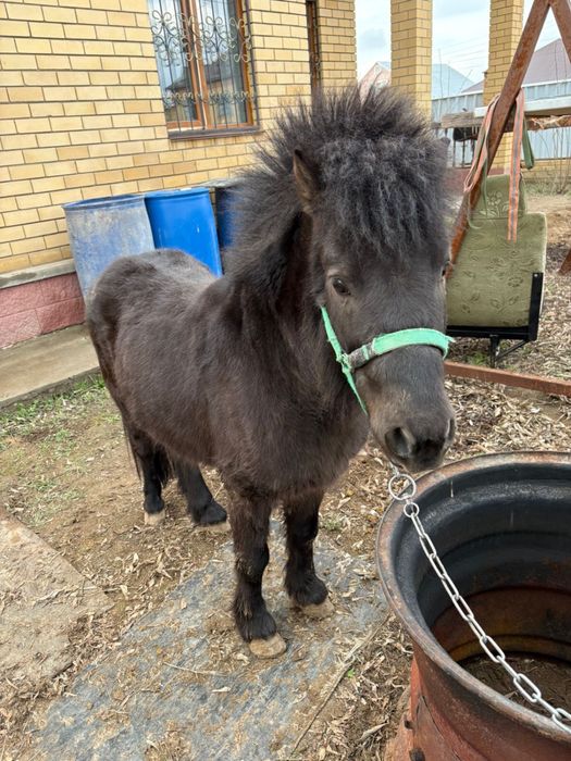 Продам пони по все вопросам