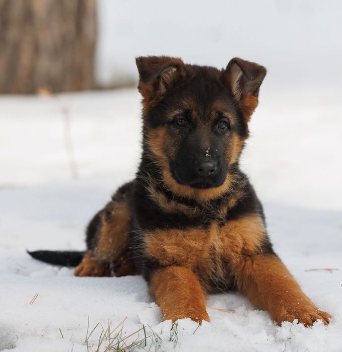 Щенок немецкой овчарки