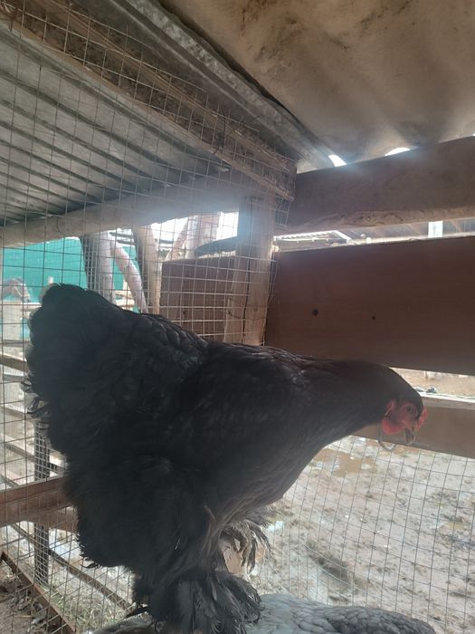 Продам  кур породы брама