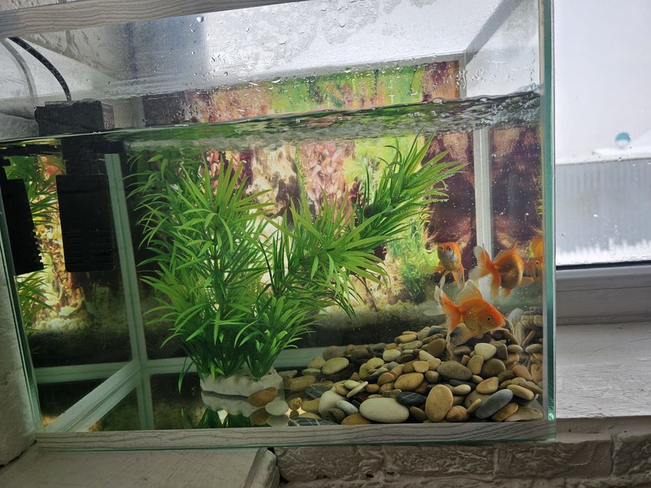 Аквариум         .