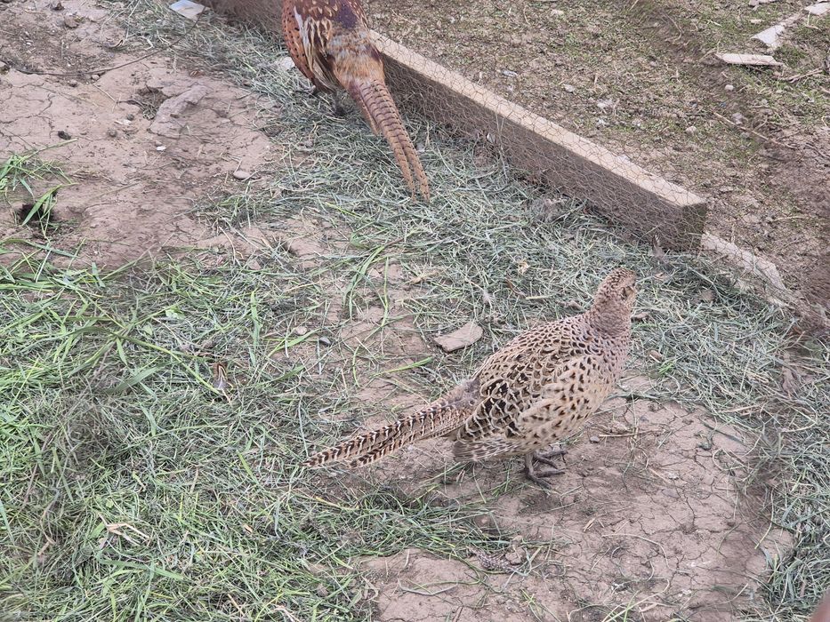 Fazani comuni masculi si femele