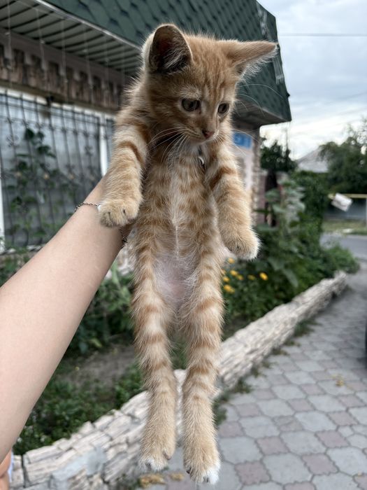 Отдам котят в добрве руки