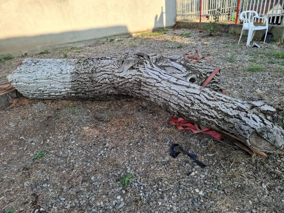 Lemn de nuc pentru prelucrat