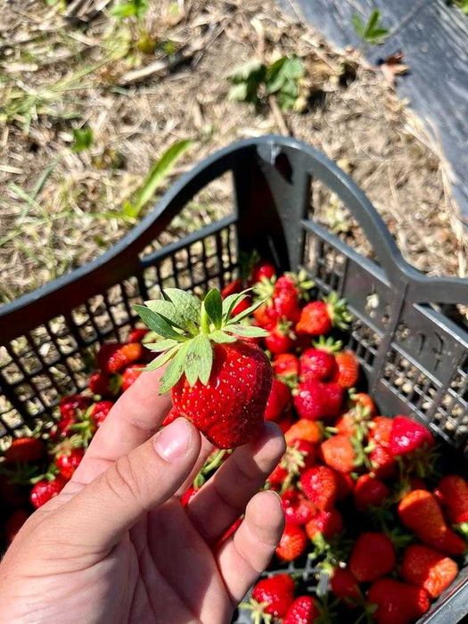 Stoloni capsuni Clery