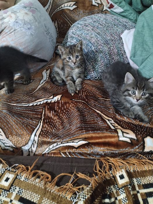 Котята в хорошие руки