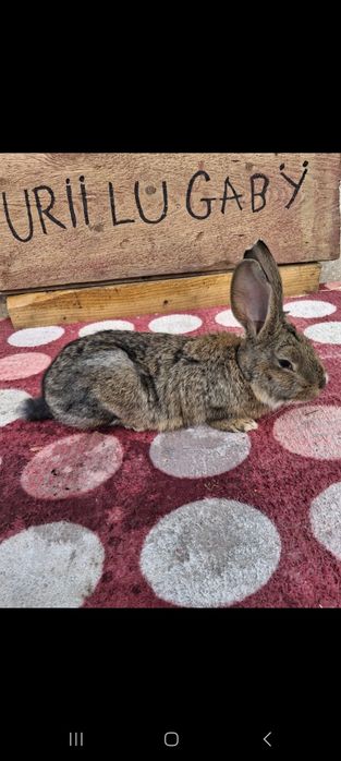 Vând 2 iepuri masculi belgieni