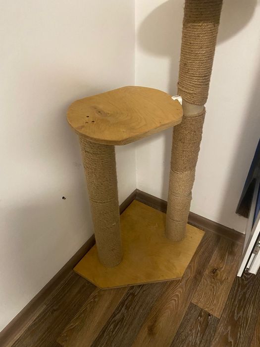 Продам породистую кошку