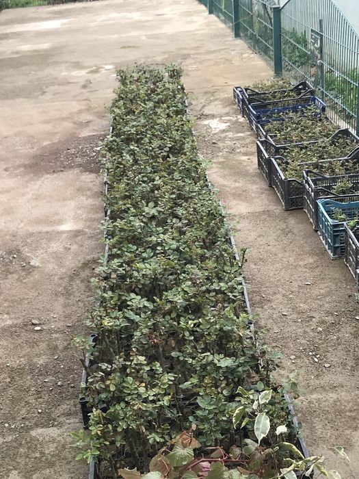 Atirgul koʻchatlari sotiladi!!!