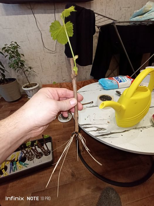 Виноград продажа саженцев