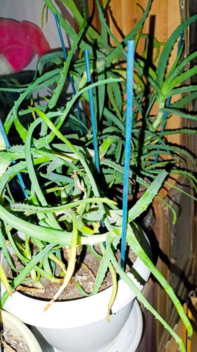 Цветы комнатные (молочай)