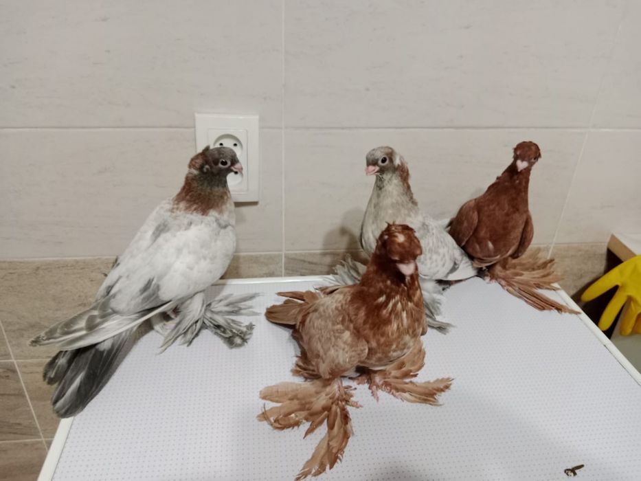 Продам  голубей