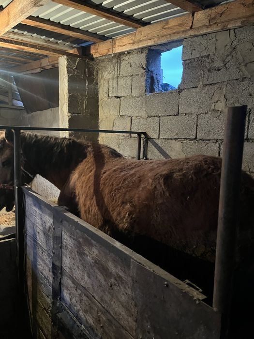 Бие сатыладыы бордакы