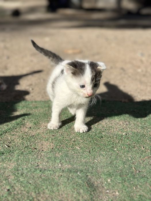Вислоухие котята