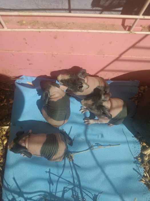 Продам скини голая свинка