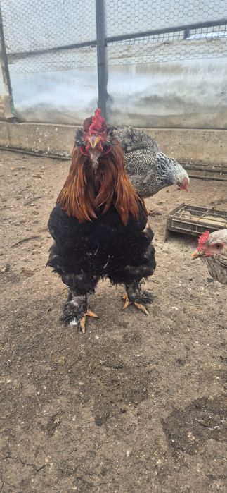 3 Cocoși de vanzare