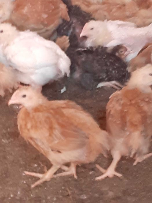 Vand puicute rasă mixtă kabir Italia si pui de carne