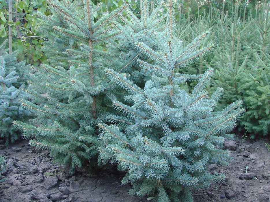Продам саженцы, сеянцы голубой ели и других хвойных и лиственных пород