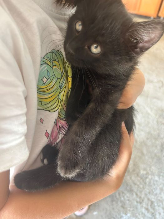 Отдам Домашних Котят В Добрые Руки