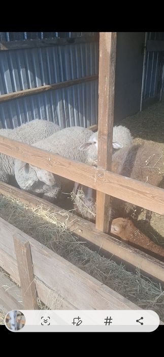 Продам баран 850000