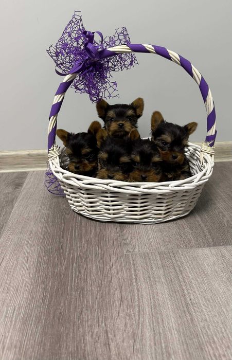 Йоркширски териер