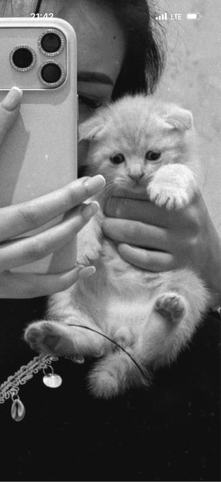 Scottish fold stryat
