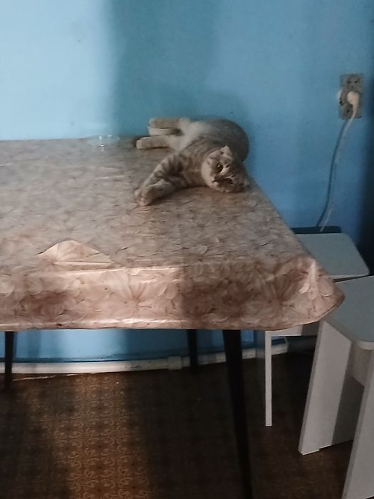 Отдаём вислаухового котика