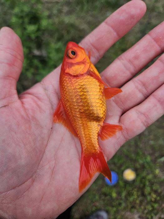 Carasi aurii , pesti iaz / helesteu , carasi koi coi