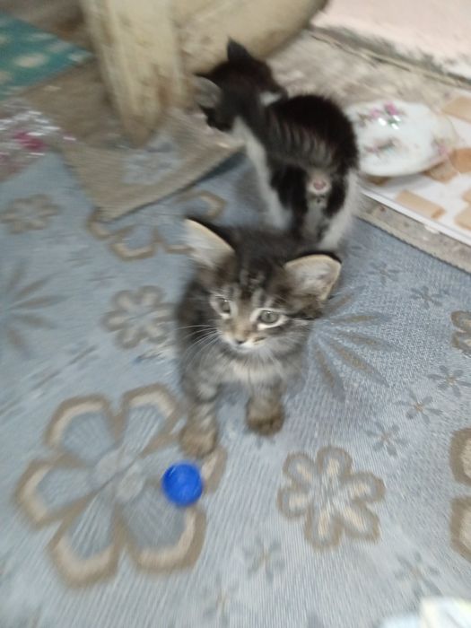 Домашние Котята полтора месяца