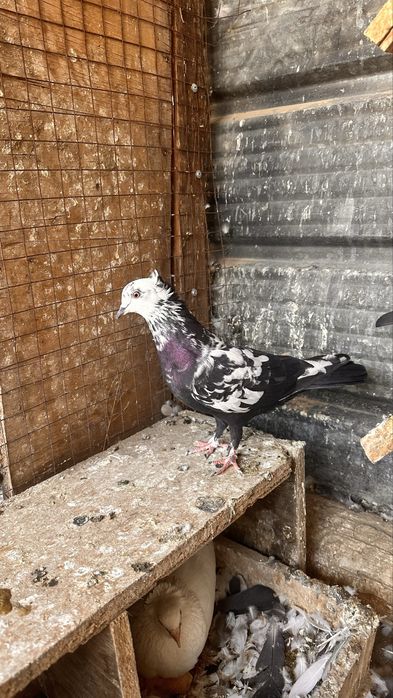 Продам голубей бакинские бойные