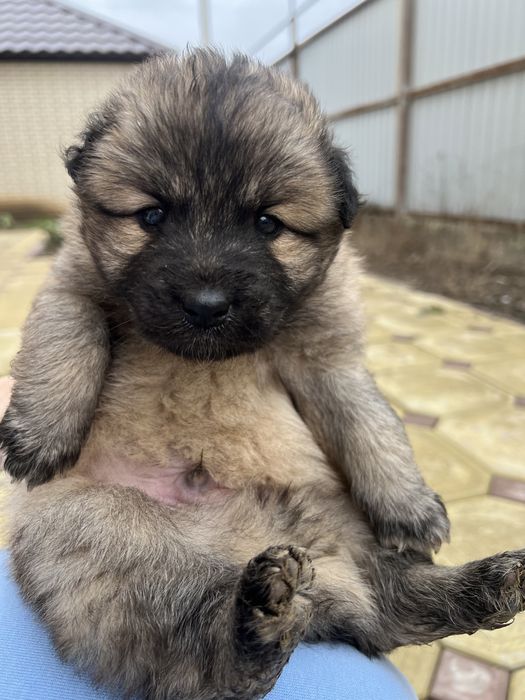 Щенки домашние красивые