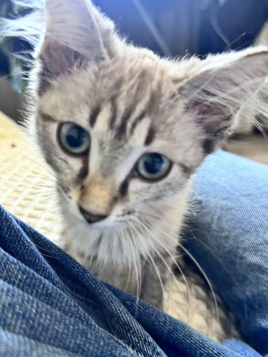 Котенок ласковая